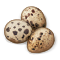 F pets 1.png
