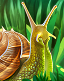 Файл:Ava snail sm m.jpg