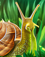 Файл:Ava snail sm.jpg